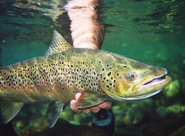 Bariloche trout fishing 
