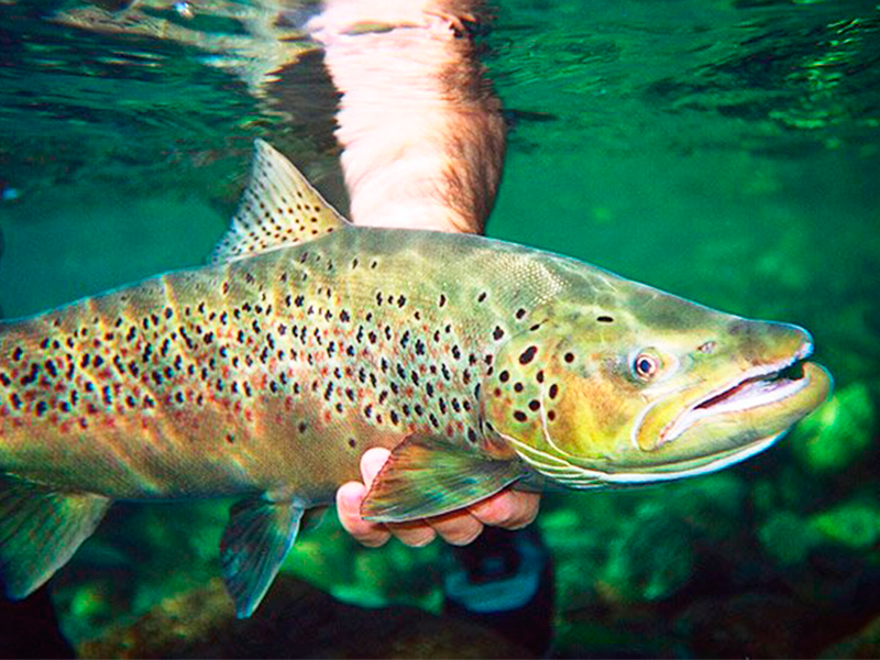 In Bariloche, the best fly fishing is 