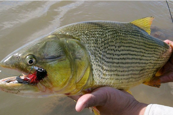 Golden Dorado Fly Fishing